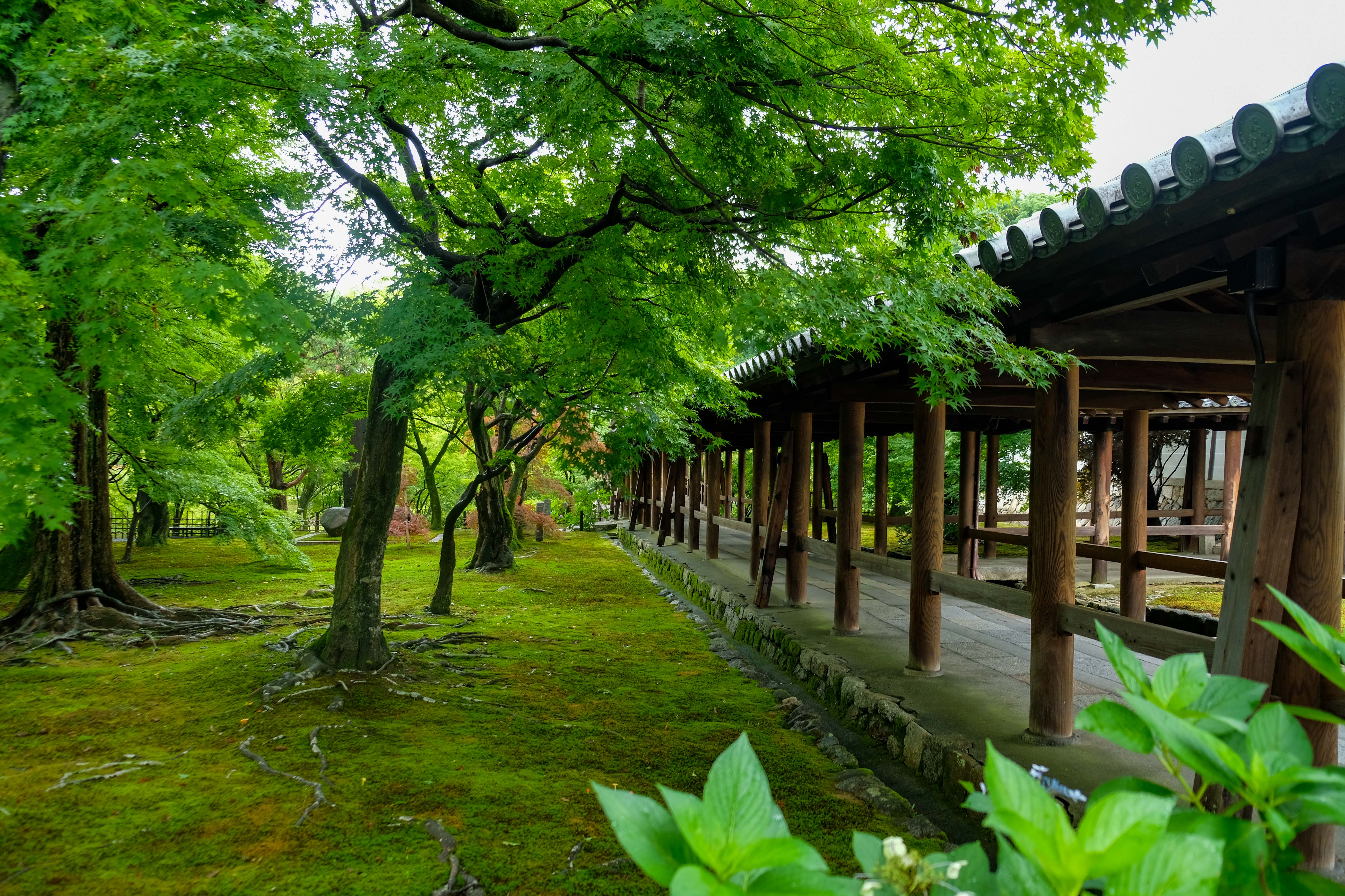 kyoto 東福寺 通天橋